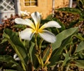 White flower with yellow sections denoted bu sunlight and direct natural lighting