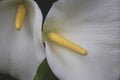 White flower and yellow stamen kew botanical gardens London Royalty Free Stock Photo