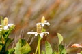 White flower on Yerba mansa plant, Anemopsis californica