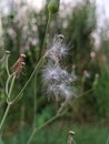 White flower zoom blur focus nature forest green closeup flower macro Royalty Free Stock Photo