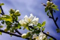 White-flowered apple-tree flowers against a bright-blue sky