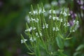 White flowered blue Vervain