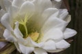 White flowered cactus Trichocereus Formosus