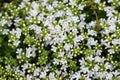 White flowered creeping thyme flowers in close up