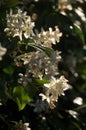 Jasmine flowering in Tuscan garden