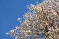 White flowered ipe with blue sky.