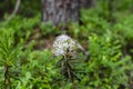 A white-flowered Marsh Labrador Tea in a upland bog