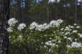 A white-flowered Marsh Labrador Tea in a upland bog