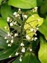 white flowered plant