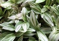 White-flowered Tradescantia