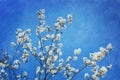 White flowered tree top with textured blue background. Royalty Free Stock Photo