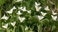 White flowered Trillium camschatcense close-up