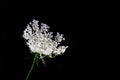 White Flowered Yarrow Weed on Black Background