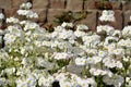 White flowerets (brick background)