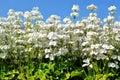 White flowerets (sky background)