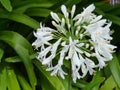 A white flowering Agapanthus Royalty Free Stock Photo