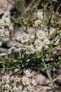 Funastrum Cynanchoides Bloom - Coachella Valley Desert - 040522 Royalty Free Stock Photo