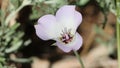 Calochortus Invenustus Bloom - San Gabriel Mtns - 061322