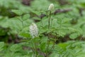 White flowering baneberry plant