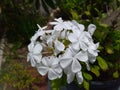 White flowers in bloom Royalty Free Stock Photo