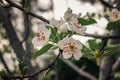 A pear tree blooming with white flowers on a sunny spring day at sunset. Royalty Free Stock Photo