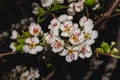 A pear tree blooming with white flowers at night under artificial light. Royalty Free Stock Photo