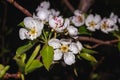 A pear tree blooming with white flowers on a sunny spring day at sunset. Royalty Free Stock Photo