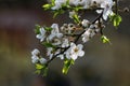 White flowering branch of the wild plum Royalty Free Stock Photo