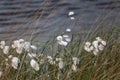 White flowering bulrush