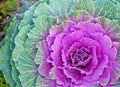 The white Flowering Cabbage and Kale or Ornamental Cabbage and K