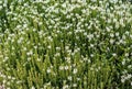 White flowering catnip Nepeta faassenii