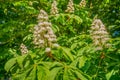 White flowering chestnut branches up close