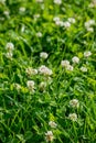 White Flowering clover Trifolium pratense. selective focus macro shot with shallow DOF
