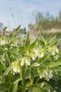 White flowering Common Comfrey Royalty Free Stock Photo