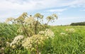 White flowering common hogweed from close