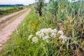 White flowering cow parsley in the verge of a country road Royalty Free Stock Photo