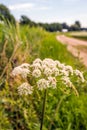 White flowering cow parsley in the verge of a country road Royalty Free Stock Photo