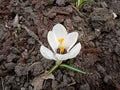 White-flowering crocus. Beautiful and tender spring flower. Royalty Free Stock Photo