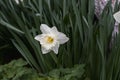 White flowering daffodil with a long core.