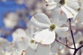 White Flowering Dogwood