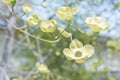 White flowering dogwood blossom close-up Royalty Free Stock Photo