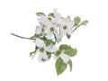 White flowering dogwood on branch watercolor illustration effect