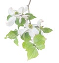 White flowering dogwood on branch watercolor illustration effect