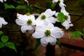 White Flowering Dogwood Flowers in Springtime Royalty Free Stock Photo