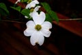 White Flowering Dogwood Flowers in Springtime Royalty Free Stock Photo