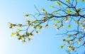 White flowering dogwood tree in bloom in blue sky Royalty Free Stock Photo