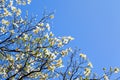 White flowering dogwood tree in bloom in blue sky Royalty Free Stock Photo