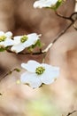 White flowering dogwood tree blossom Royalty Free Stock Photo