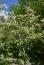 Dogwood-Flowering-White_847722.CR2 Royalty Free Stock Photo