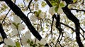 White flowering dogwood tree branches leaves and flowers petals pattern, cornus florida tree view from underneath looking skyward